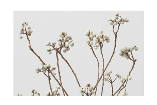 大地農園・ナンキンハゼ・ステム付き・N・アウトレット