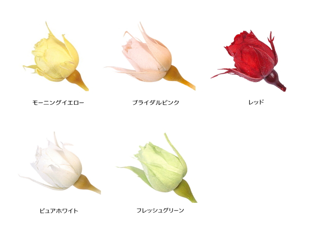 アウトレット・大地農園・ローズ20輪【スージー】 | プリザーブド