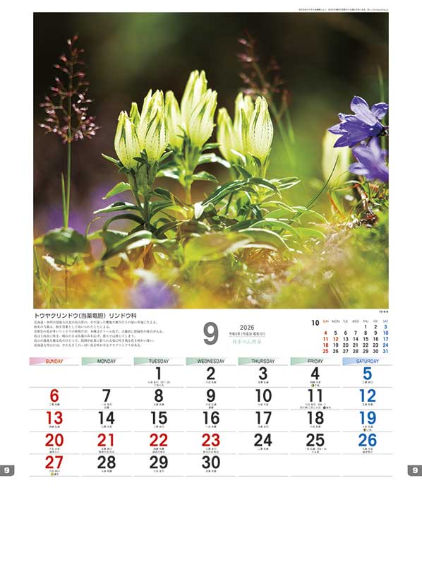 日本の山野草 / TD-818（2026年） | カレンダー専門店【暦やドットこむ】