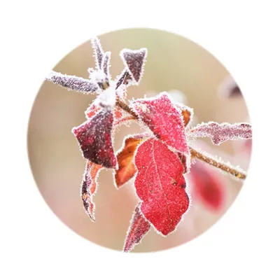 定期お届け】二十四種香 1～12月 （毎月1種類）サブスク - お香専門店香源