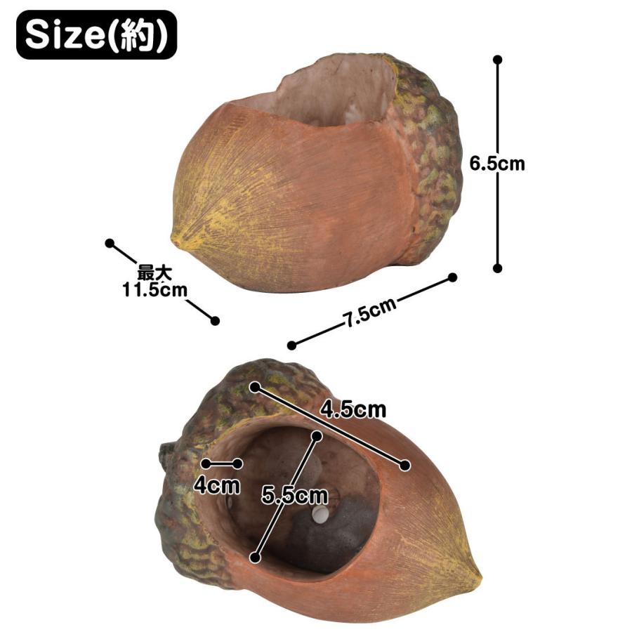 国華園オンラインショップ / ポリ製鉢 プチオアシス・どんぐり 1個