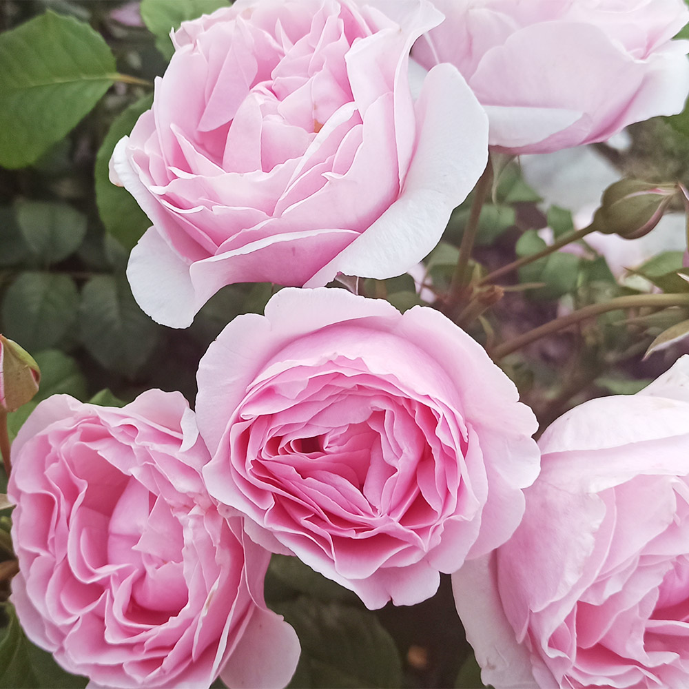 国華園オンラインショップ / バラ苗 四季咲き大輪 プリンセス クレール