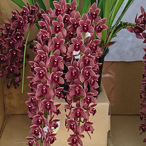 国華園オンラインショップ / ラン フォアゴットンフルーツ 開花見込み