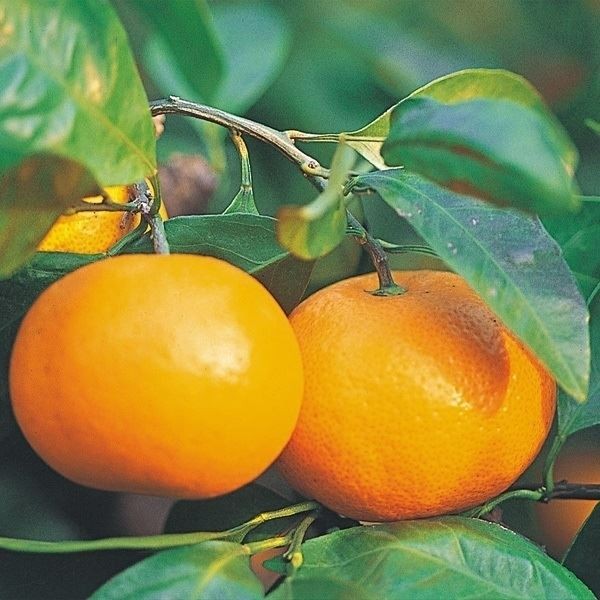 国華園オンラインショップ / 果樹苗 カンキツ 温州みかん 田口早生 1株