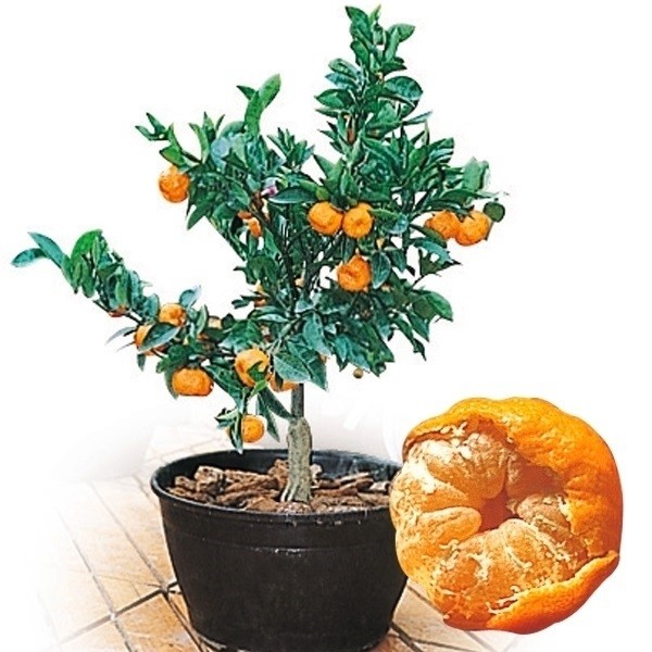 国華園オンラインショップ / 果樹苗 カンキツ 桜島小みかん 1株