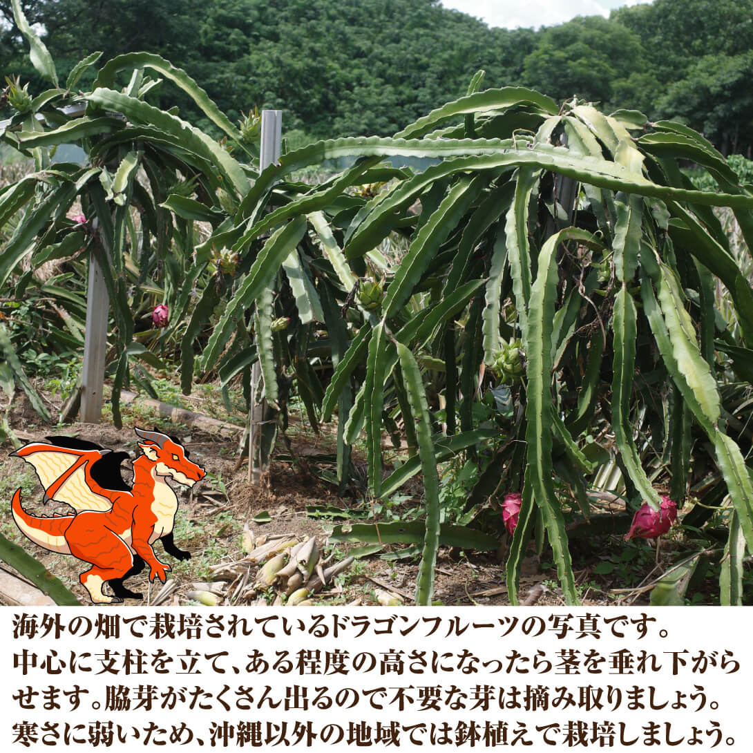 国華園オンラインショップ / 果樹苗 ドラゴンフルーツセット 2種2株