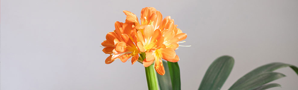 クンシラン（君子蘭）の育て方｜HowTo情報｜コメリドットコム