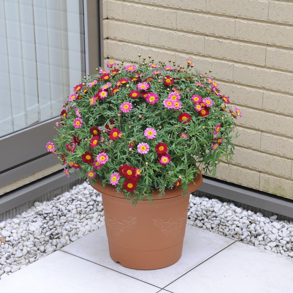 グレイスポット 34型 テラコッタブラウン の通販 | ホームセンター