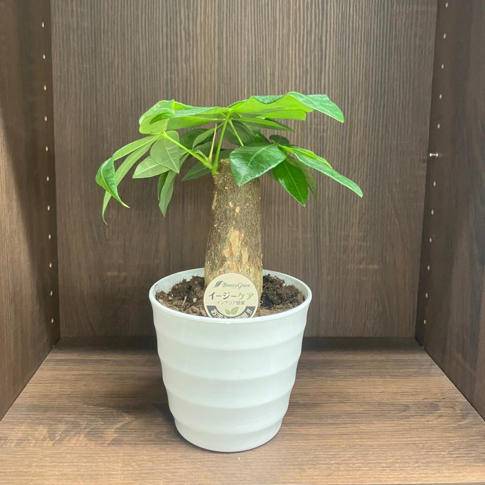 Breezy Green イージーケア観葉 パキラ 13．5cm の