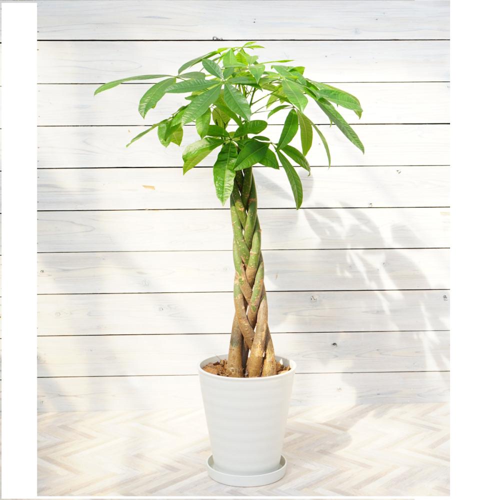 大型観葉】 パキラ 8号鉢 の通販 | ホームセンター コメリドットコム