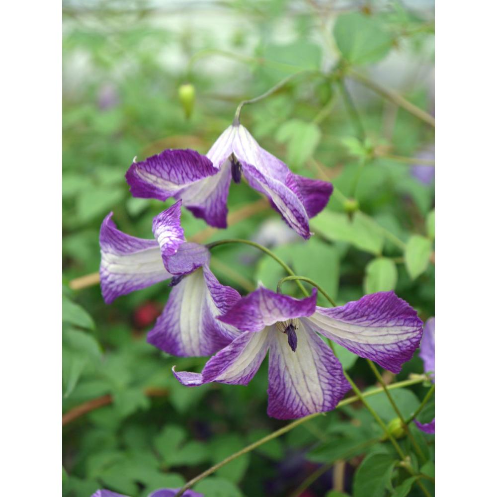 ビチセラ系 アイ・アム・レディ・ジェー クレマチス （『希少種』より