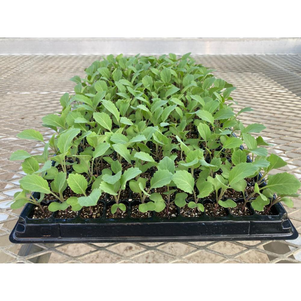 葉菜苗予約】 キャベツ苗 早生 おきなエスピー 200穴 3トレー の