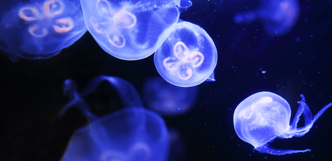 360度動画で水族館を見てみた「ふわふわ泳ぐ海のゼリー！？クラゲの