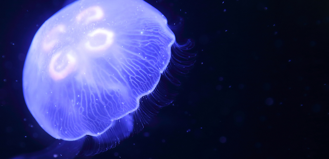 360度動画で水族館を見てみた「ふわふわ泳ぐ海のゼリー！？クラゲの