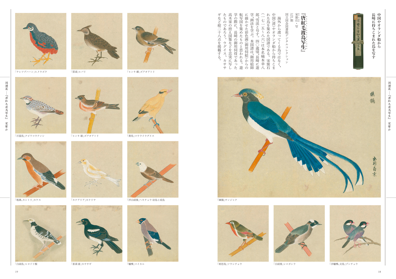 江戸の図譜 鳥 :狩野 博幸 | 河出書房新社