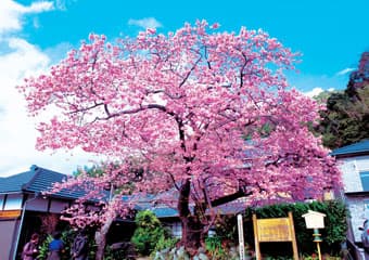 河津桜 | 伊豆・河津町観光協会