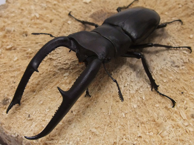 世界最大のフタマタクワガタ！WDマンディブラリスフタマタクワガタ