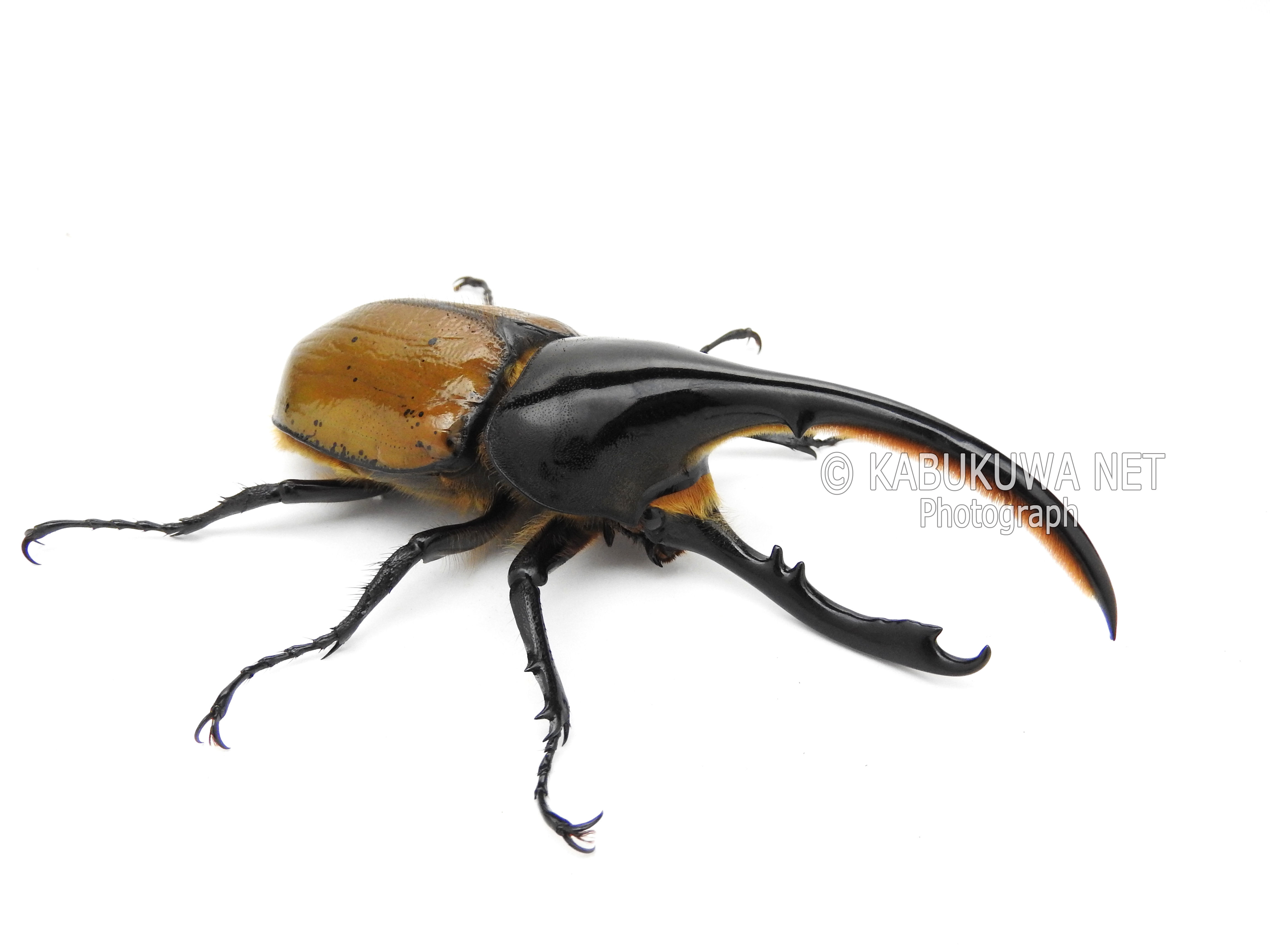 ヘラクレス・エクアトリアヌス 1－2齢幼虫 お得な4頭セット