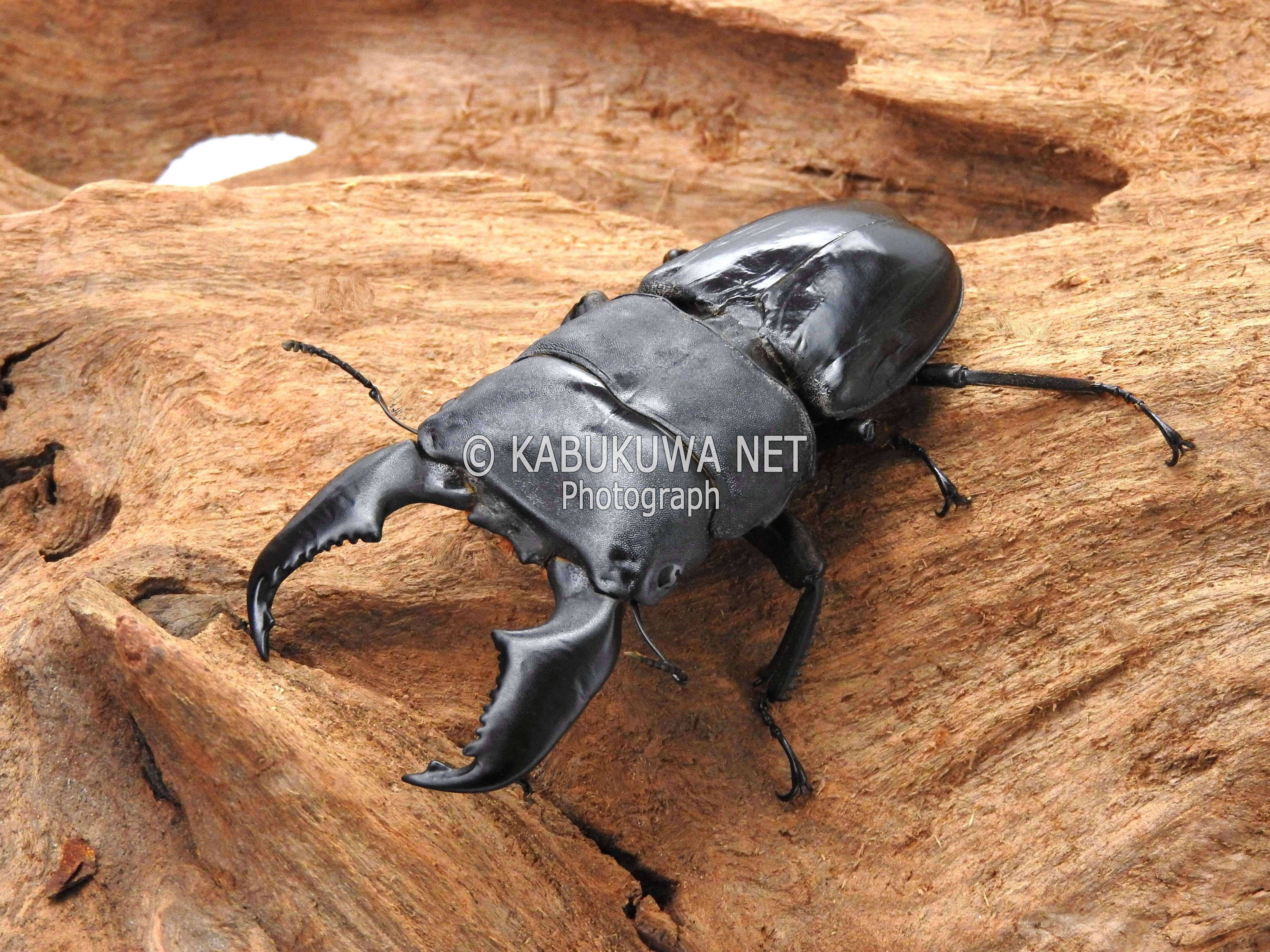 オオヒラタ/パラワンオオヒラタクワガタ♂102.9mm 単品