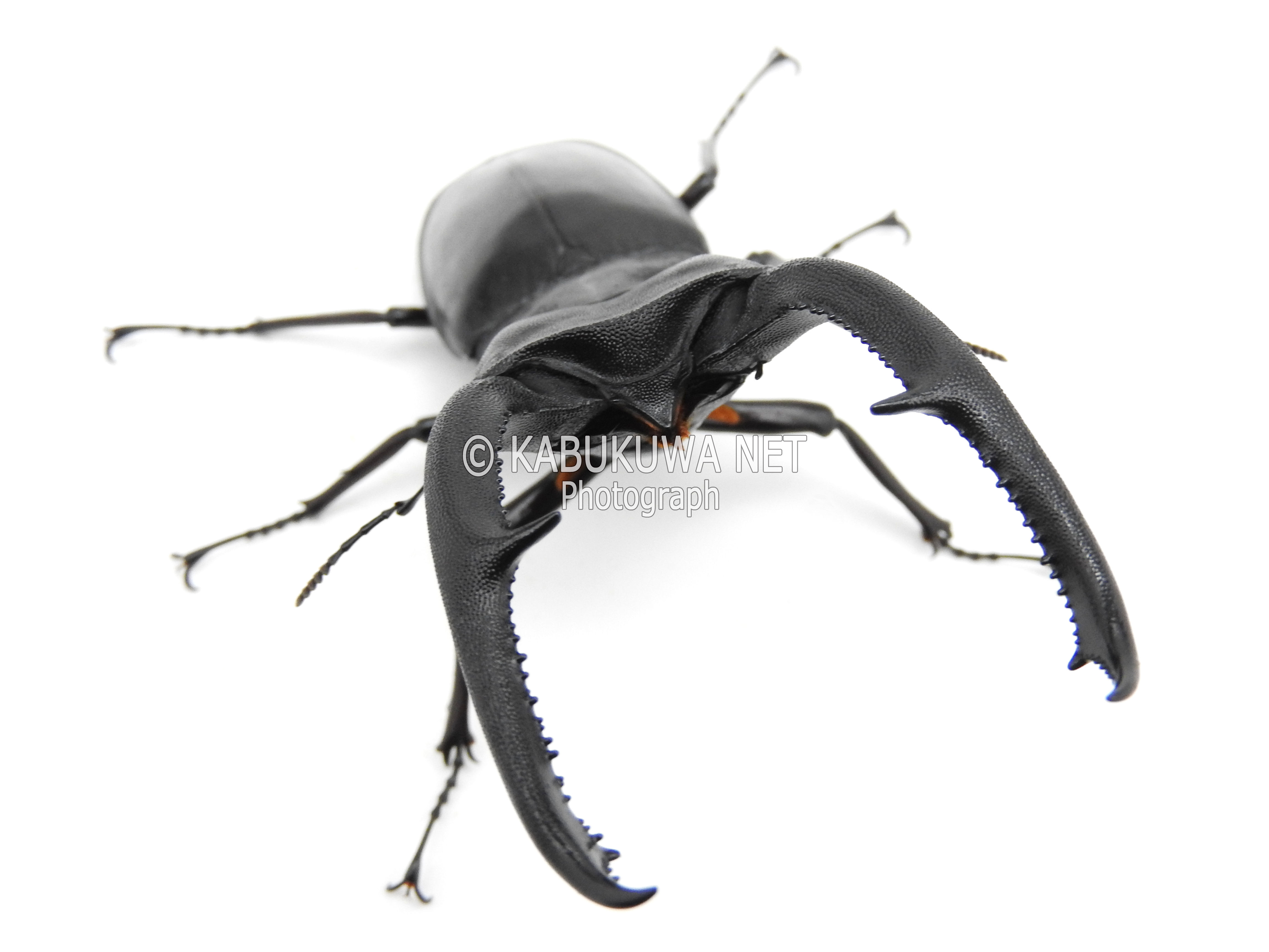 マンディブラリスフタマタクワガタ♂80－81mm ペア カブトムシ