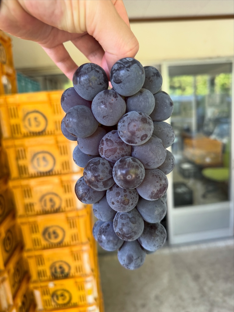 2025年 販売開始！ – 影山ぶどう園