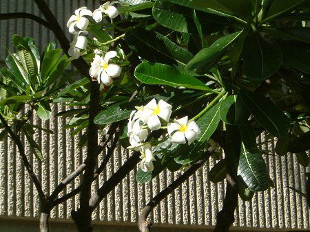 プルメリア(Plumeria)【かぎけんWEB】