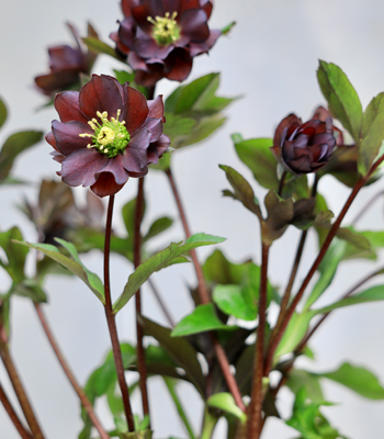 クリスマスローズ 花郷園