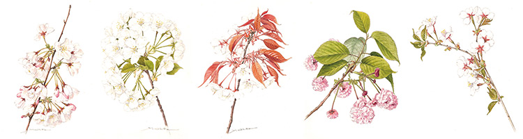 企画展「ボタニカルアートで楽しむ日本の桜 －太田洋愛原画展