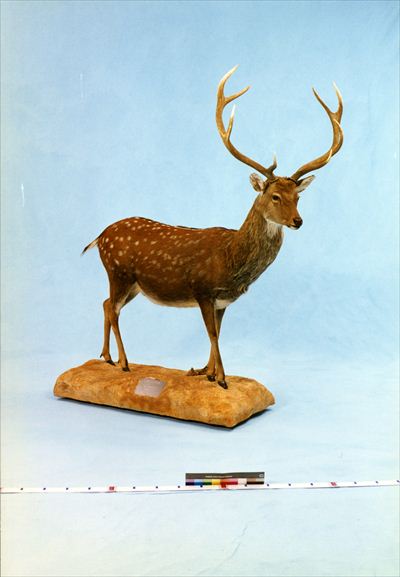 学術標本　種名ニホンジカ　胎児（♂）　エタノール浸漬標本　頭胴長約６５ｍｍ 大型 角付頭骨標本】種名ニホンジカ オス 60Kg - メルカリ