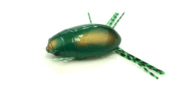 ゲンゴロウ Gengorou／カハラジャパン