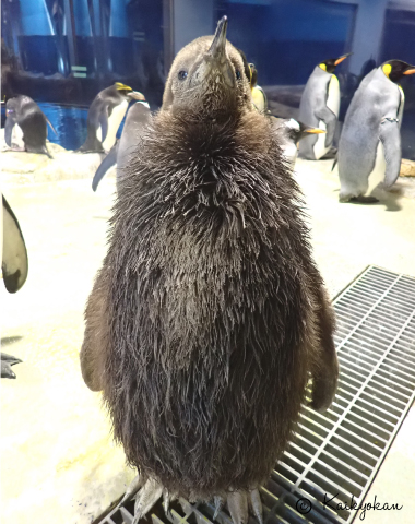 愛称が決まりました！ | 市立しものせき水族館｢海響館｣ 公益財団法人