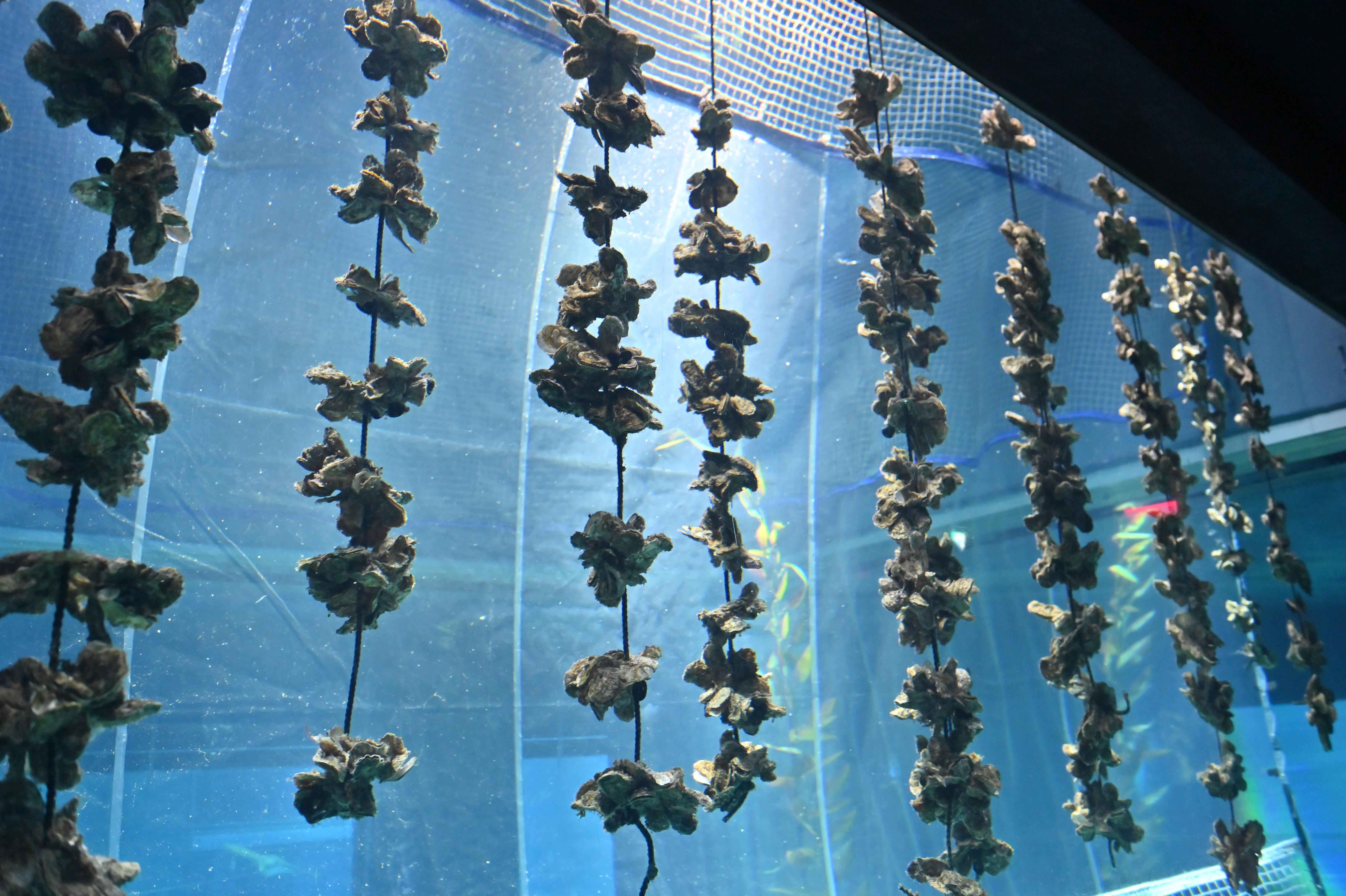 マガキ」の展示を開始しました ※展示を終了しました。 | 海遊館