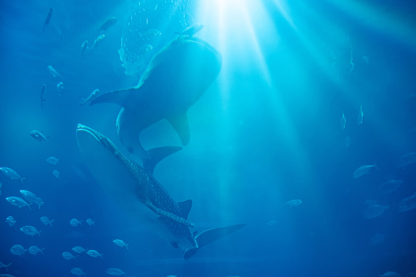 展示紹介 | 海遊館について | 海遊館