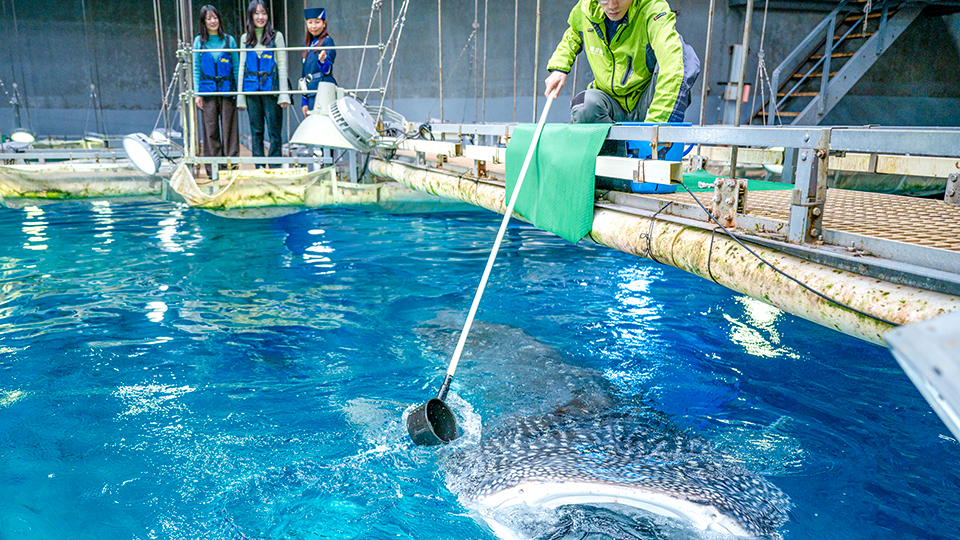 ツアー・体験 | 海遊館