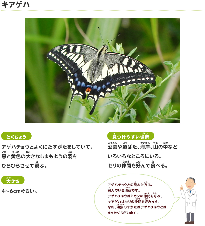 キアゲハ | セミ・チョウなど | 探検しよう！ いきものにぎわうまち