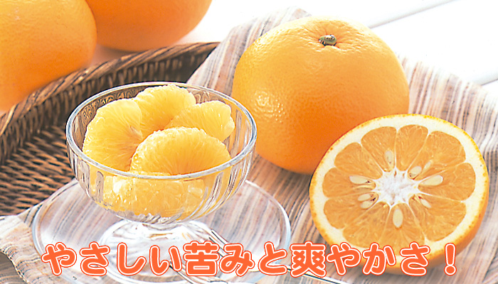 八朔（はっさく） | みかん大事典 | みかんのことなら「のま果樹園