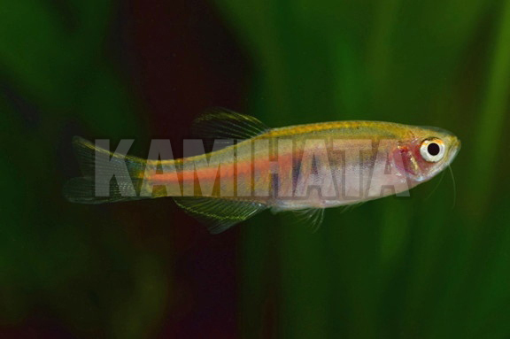 KBO オレンジグリッターダニオ: 熱帯魚｜カミハタビジネスオンライン