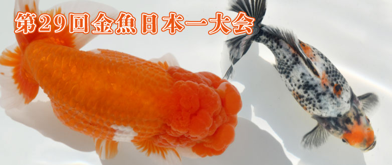 KBO 【金魚探訪記】第29回 金魚日本一大会: イベント｜カミハタ