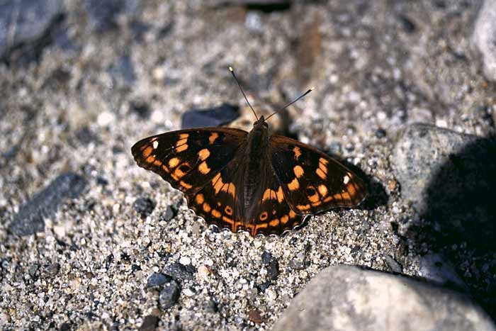 上高地に生息する蝶 – 上高地公式ウェブサイト