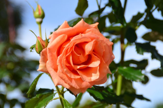 2024年10月31日(木)バラ園の様子｜フラワーだより｜ 小田原フラワー