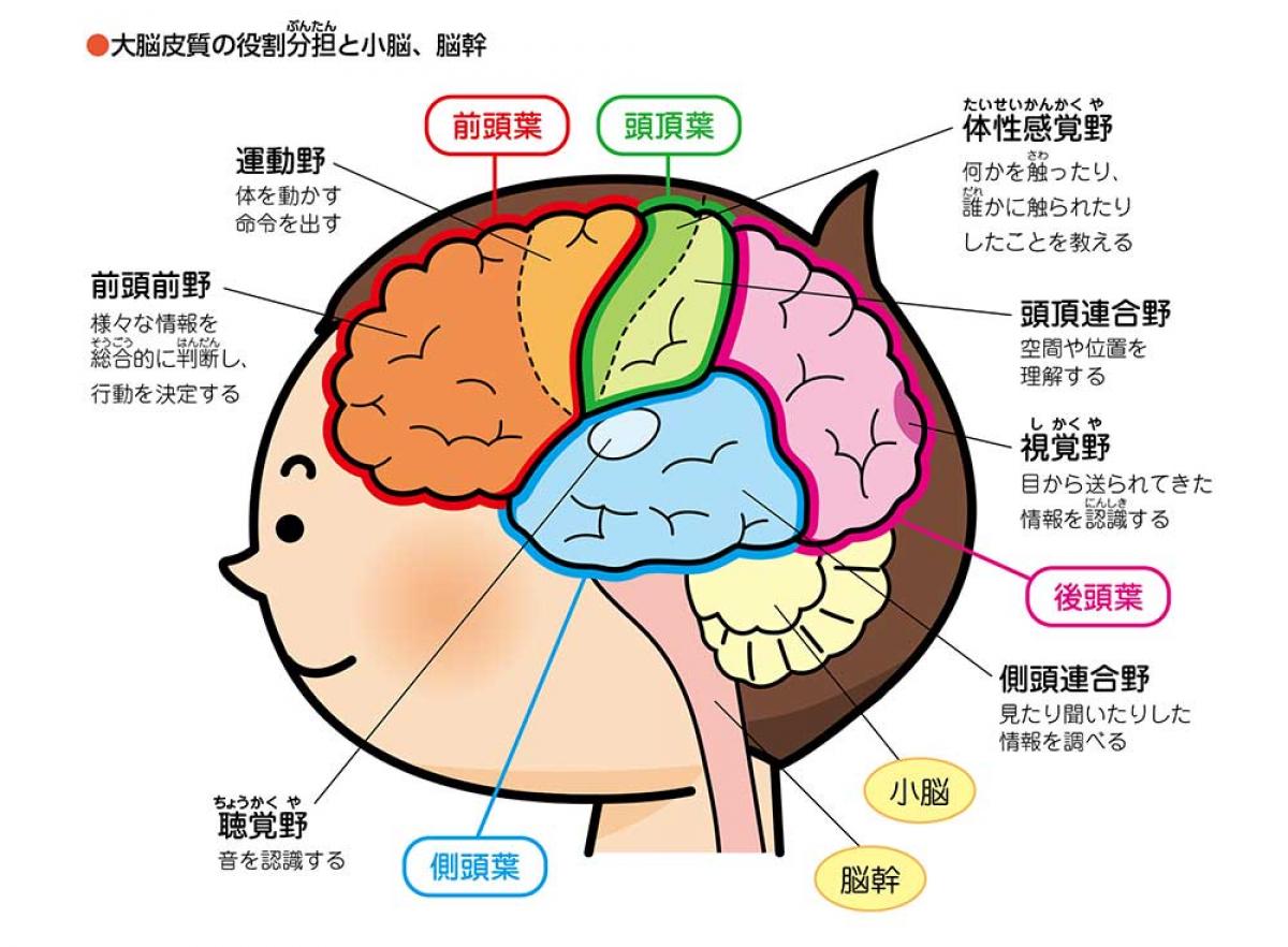 2022年4月号特集② 脳の動きを知ろう｜個別指導のDr関塾