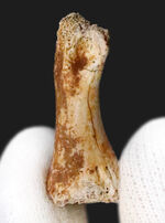 テスケロサウルス、化石の通販・販売｜厳選した本物のテスケロサウルス