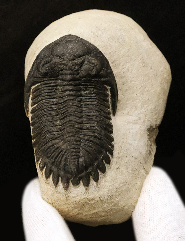 高品位ホラルドプス（Hollardops）｜鋭い頭部と立体的な頬棘が魅力の