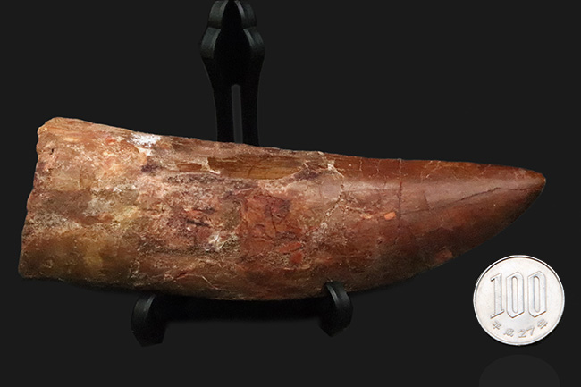 これは間違いなく社史に残る1本！ 歴代トップクラスの巨大歯化石 カル