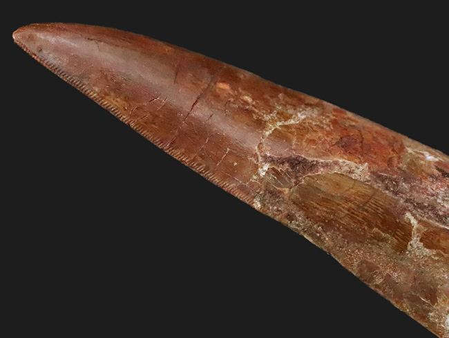 これは間違いなく社史に残る1本！ 歴代トップクラスの巨大歯化石 カル