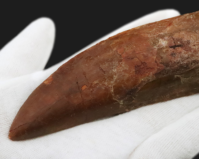 これは間違いなく社史に残る1本！ 歴代トップクラスの巨大歯化石 カル