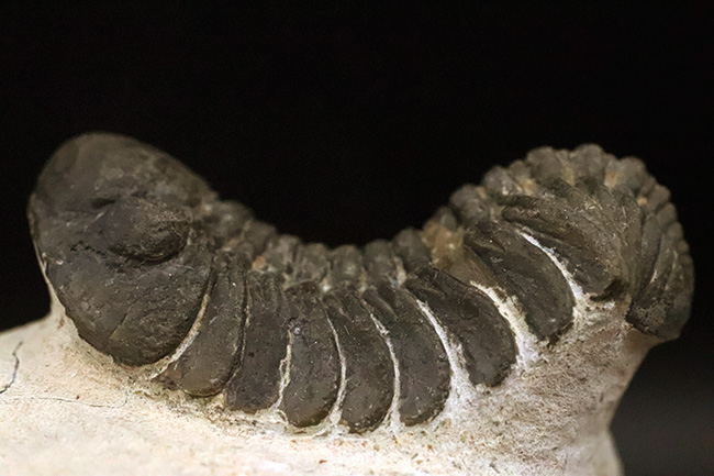 ダイナミックなポーズが印象的！細部まで精緻にクリーニングされた三