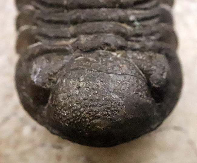 ダイナミックなポーズが印象的！細部まで精緻にクリーニングされた三