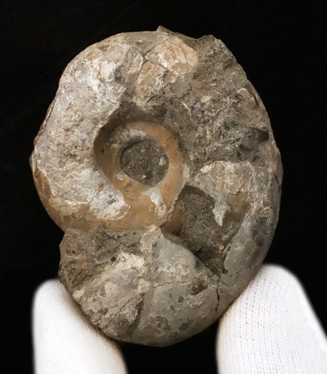 北海道の白亜紀の地層から採取された、アンモナイト「アナゴードリ