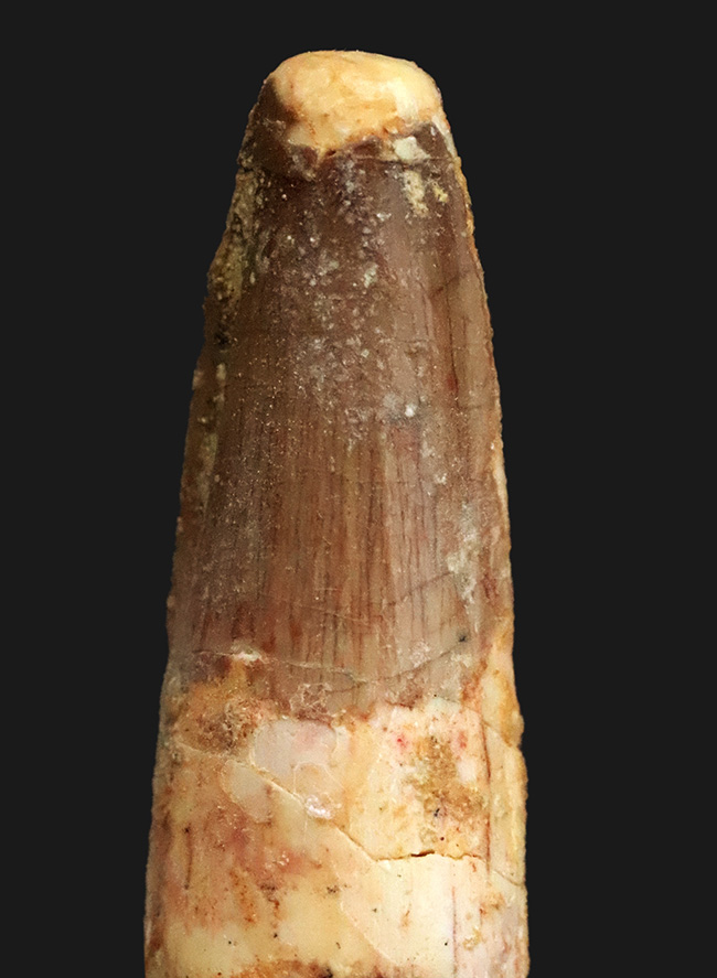 エナメル質に美しい光沢あり、北アフリカ・モロッコの白亜紀層から採集